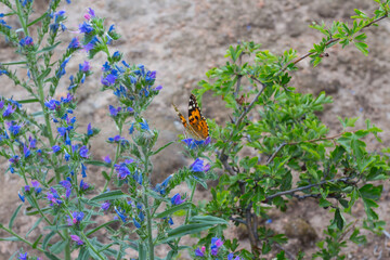The painted lady butterfly sits on a blue flower. Mykolaiv region. Ukraine