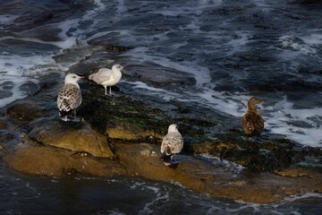 Aerial view of seagulls on the rocks in a seascape