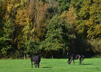 Naklejka na ściany i meble Horses in Autumn in the Heath Lueneburger heide, Walsrode, Lower Saxony