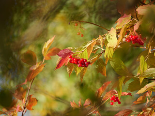 Herbst