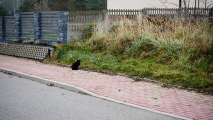 bezpański czarny kot na chodniku  - obrazy, fototapety, plakaty
