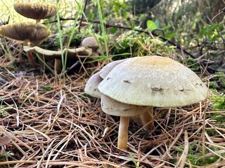 pilz, mushroom, natur, wald, essen, herbst, braun, holz, baum, makro, giftpilz, jahreszeit, baumpilz, landschft