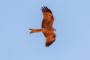 Black Kite against a blue sky