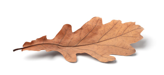 Naklejka premium Autumn leaf isolated on white background with shadows, clipping path for isolation without shadows on white shadows on white