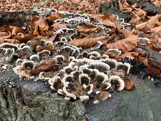 pilz, mushroom, natur, wald, essen, herbst, braun, holz, baum, makro, giftpilz, jahreszeit,...