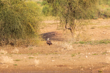 Long-legged buzzard (Buteo rufinus) at Desert National Park, Jaisalmer, Rajasthan, India
