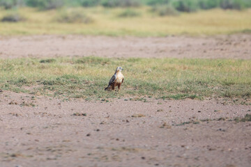 Long-legged buzzard (Buteo rufinus) at Desert National Park, Jaisalmer, Rajasthan, India
