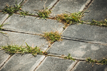 Weeds growing out of concrete pavement joints in an urban area - 543852425