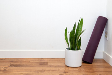 Snake plant in the white planter with yoga mat against the white wall