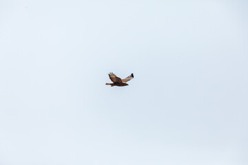 Common buzzard (Buteo buteo) at Desert National Park, Jaisalmer, Rajasthan, India