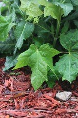 Fototapeta premium Green leafy plants growing in the summer garden.