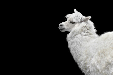 White alpaca llama isolated on black background. animal standing sideways