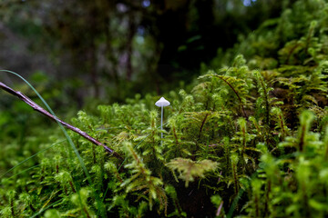 Ein kleiner Pilz im Wald