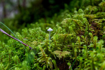 Ein kleiner Pilz im Wald