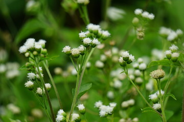 Macro shot Bandotan (Ageratum conyzoides) is a type of agricultural weed belonging to the Asteraceae tribe. Used to against dysentery and diarrhea, insecticide and nematicide.