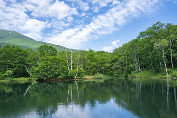 Fototapeta na wymiar 7月の笹ヶ峰の清水ヶ池の水面、空と緑を映す