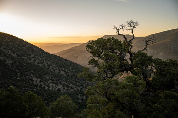 Fototapeta na wymiar Gnarly Tree near the Mahagony Flats Campground in Death Valley