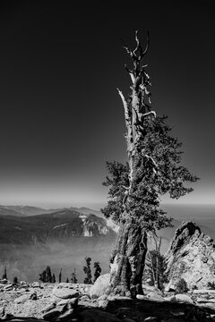 Gray Scale Of Foxtail Pine Near Summit Of Alta Peak