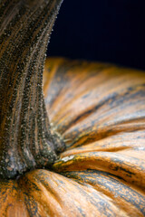 Close-up photo of a pumpkin. Natural food. A close up of pumpkin texture.