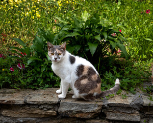 Female tabby cat looking at the camera