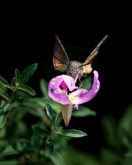 Flying Hummingbird or hawk-moth photo