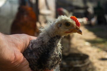 chick in hand. home small poultry farm