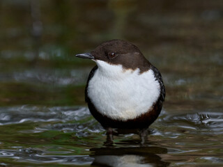 White-throated dipper (Cinclus cinclus)