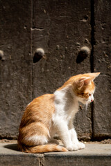 Naklejka na ściany i meble Homeless kitten standing under the sun in the street