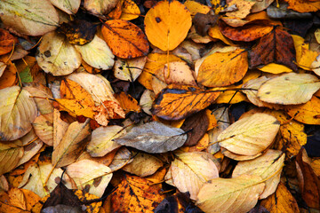Texture from yellow autumn leaves lying on the ground. High quality photo