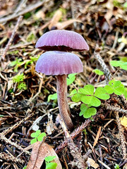 mushroom in the forest
