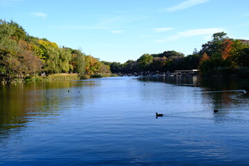 On a fall day, trees beginning to change color and waterfowl swimming in the pond's surface