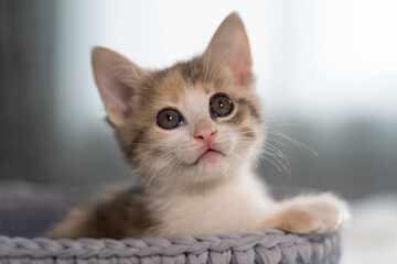 Fototapeta na wymiar Cute American shorthair cat kitten.
