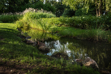 Stream in the park in summer.