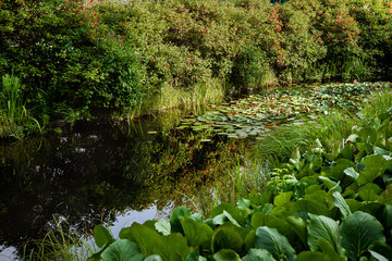 The stream with water lilies in the park.