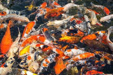 Goldfish and koi in a pond with green water. Koi nishikigoi are colored varieties of the Amur carp...