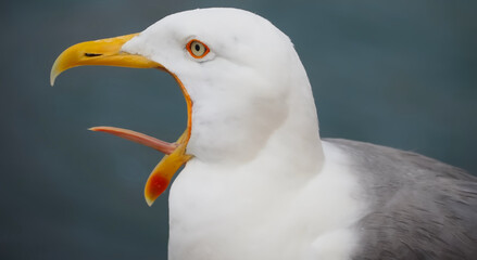 Portrait of a seagull herring gull Larus argentatus