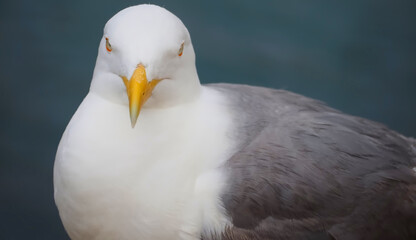 Portrait of a seagull herring gull Larus argentatus