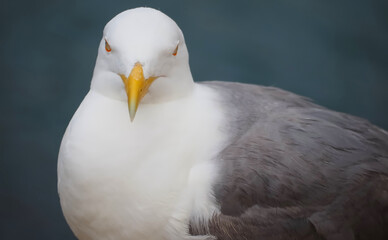 Portrait of a seagull herring gull Larus argentatus