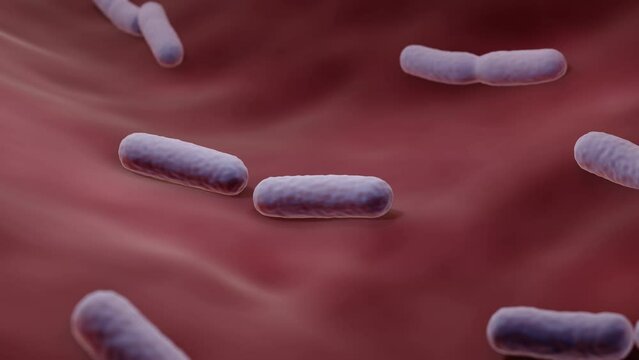 Bacteria dividing in human body