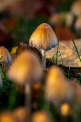 Jesienne grzyby