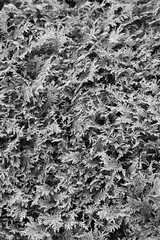 Conifer branch growing in the meadow in a black and white monochrome.