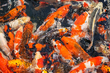 Goldfish and koi in a pond with green water. Koi nishikigoi are colored varieties of the Amur carp...