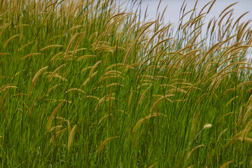 Green grass in the wild
