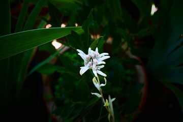 Alpen-Edelweiss, Leontopodium