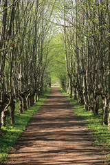 Park of Schönau in Spring, Germany
