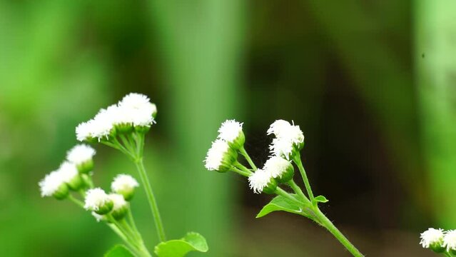 Macro shot Bandotan (Ageratum conyzoides) is a type of agricultural weed belonging to the Asteraceae tribe. Used to against dysentery and diarrhea, insecticide and nematicide.