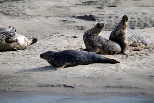 Group of gray seals or Atlantic seal and the horsehead seal (Halichoerus grypus) of the Bay of Authie near of Berck in France 