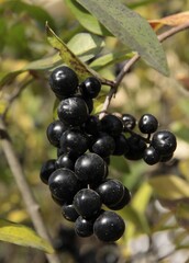 BLACK,SMALL FRUITS OF PRIVET BUSH AT AUTUMN