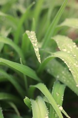 dew drops on a grass