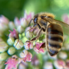 Biene